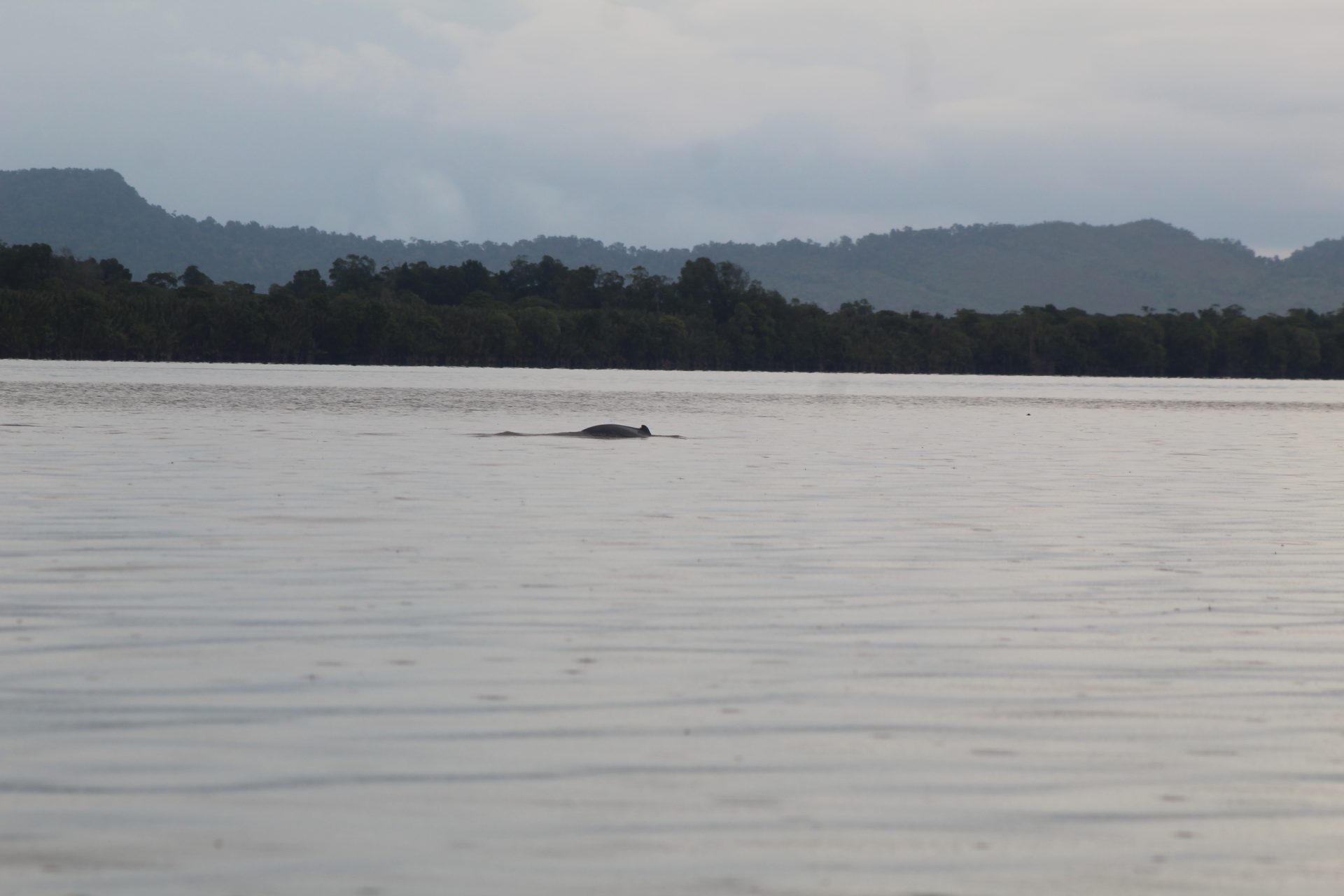 Irrawaddy Dolphin